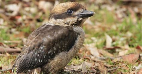 Laughing Kookaburra Pictures - AZ Animals