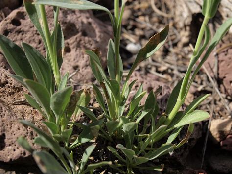 humble beardtongue, Penstemon humilis var. humilis | Flickr