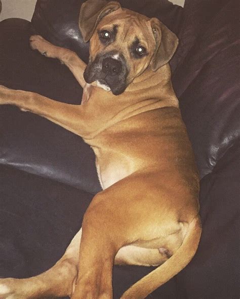 8 month old bullmastiff cross boxer | in Rochester, Kent | Gumtree