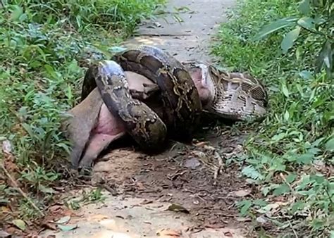 Sai Kung hikers witness giant python eating large wild boar – SAI KUNG BUZZ