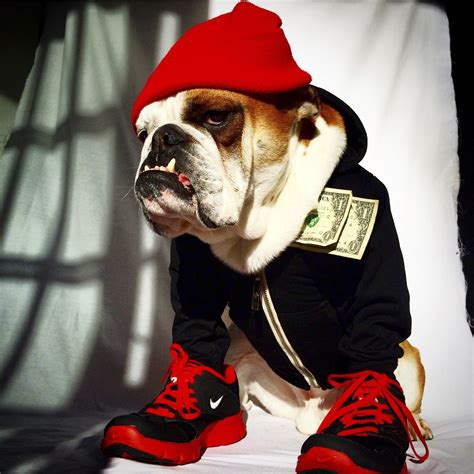 The Most Adorable Dressed-Up Pets You'll Ever See