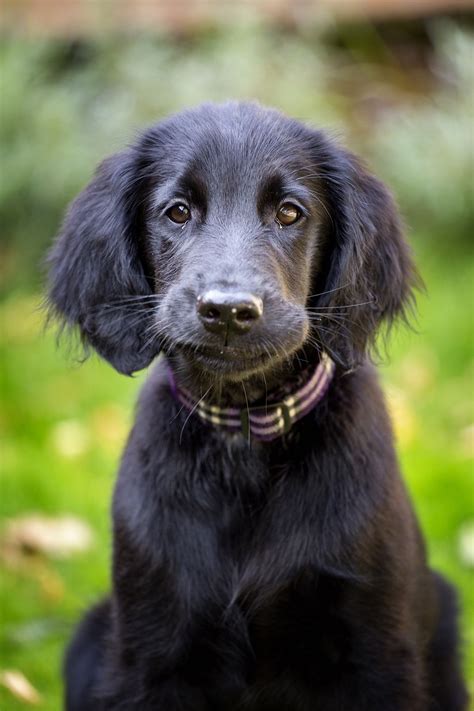 Pin on Flatcoated Retrievers