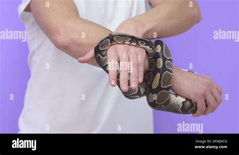 Snake with human face Stock Videos & Footage - HD and 4K Video Clips - Alamy