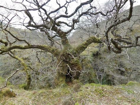 How to Identify Sessile Oak Trees | A Comprehensive Guide