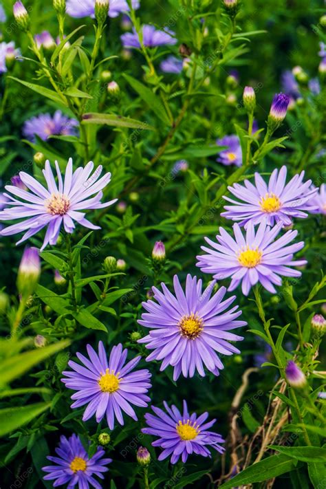 Garden Purple Petite Daisy Flower Herbal Plant Photography Picture With Picture Background And ...