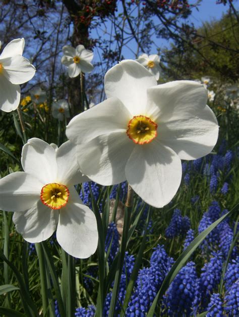 White daffodils God's Heart, Spring Has Sprung, Lawn And Garden, Bachelor, Daffodils, Trees To ...