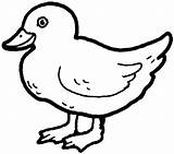 Coloring Duck Pages Kids Duckling Bird Printable Color Print Pictures Surfnetkids Animals Out Clipart Birds sketch template