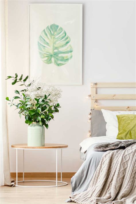 20 Best Dorm Room Plants for College Students - College Life Hub