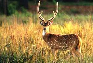 Popular National Parks & Wildlife Sanctuaries in Madhya Pradesh | MP ...