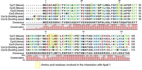 Alignment of cytochrome c from various sources | Download Scientific ...