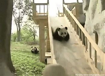 funny panda on Tumblr