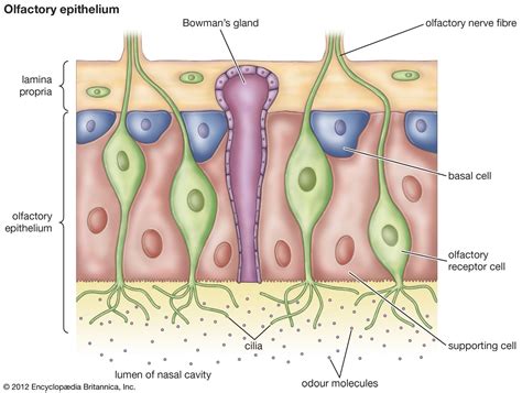 Olfactory Cells Diagram