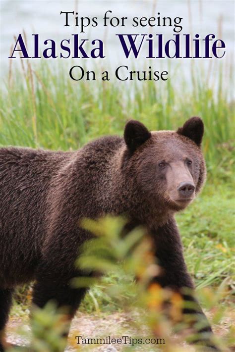 Tips for seeing Alakska Wildlife while on a cruise! Grizzly and black bears, humpback whales ...