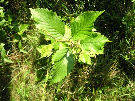 Trees: Speckled Alder – ACER