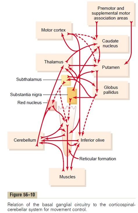 Basal Ganglia-Their Motor Functions