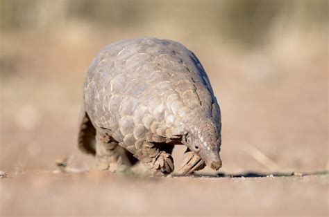 Peneliti: Trenggiling Mungkin Berperan dalam Penyebaran Virus Corona - National Geographic