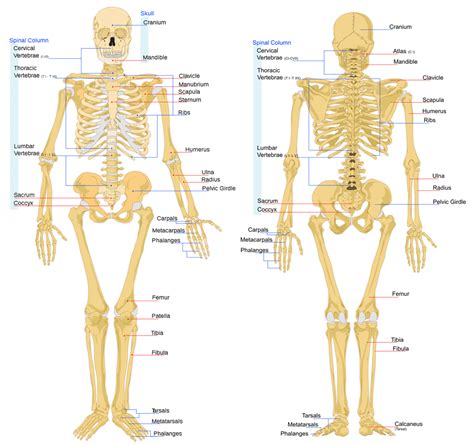 Los huesos del cuerpo humano. Vocabulario inglés. Vocabulary.