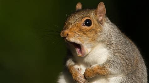 Six Stupendous Reasons to Appreciate the Heck Out of Squirrels | NOVA | PBS