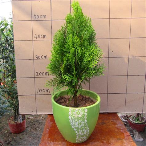 Hot selling 50pcs Cypress trees Platycladus orientalis oriental arborvitae seeds Conifer seeds ...