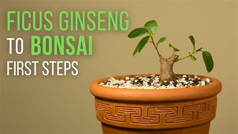 First steps for making a Ficus microcarpa ginseng Bonsai: repotting and pruning - YouTube