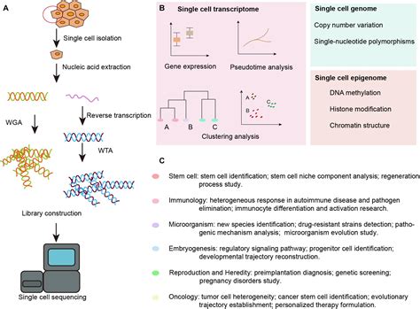 Frontiers | Single-Cell Sequencing Applications in the Inner Ear