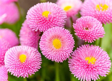 English Daisy Seeds Organic MIX NON-GMO Bellis Perennis Seed | Etsy