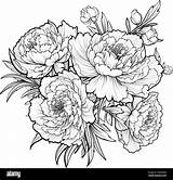 Coloring Page With peonies And Leaves Vector For coloring Flower  sketch template