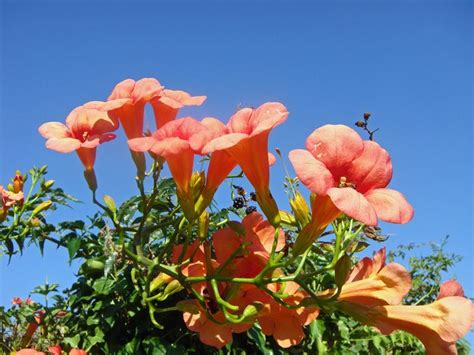 orange flowers are blooming in the sun on a sunny day with blue sky behind them