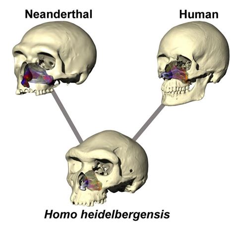 Study Sheds New Light on Neanderthal Anatomy – Popular Archeology