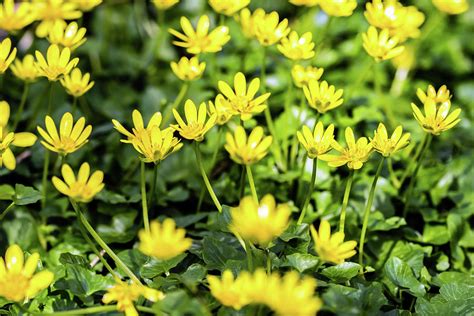 Lesser Celandine Photograph by Nick Bywater - Fine Art America