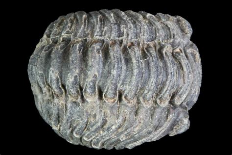 Small Enrolled Acastoides Trilobite Fossil - Morocco For Sale (#76428 ...