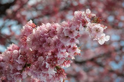 Sakura : les cerisiers en fleurs du Japon