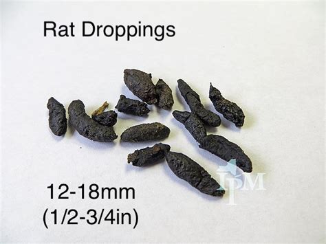 How To Identify Rat Droppings; What Size Are They? — Hammer ...