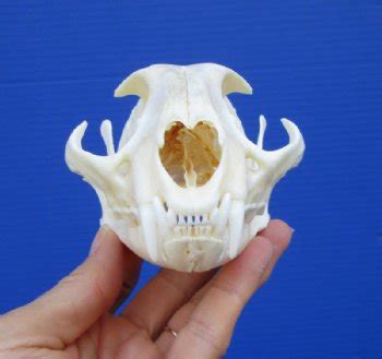 Find Real African Caracal Cat Skulls at Worldwide Wildlife Products