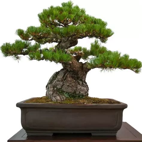 Japanese Black Pine - Jiffy Plants