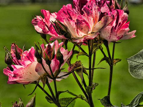 Variegated Roses Photograph by Bonnie Bruno - Fine Art America