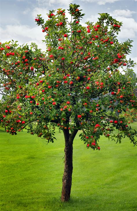 Royal Gala Apple Tree - Un arbre pour mon quartier