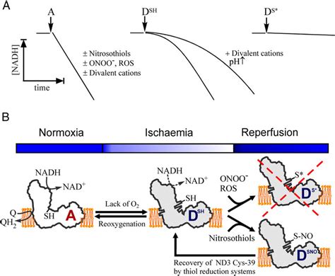 Scheme illustrating the functional and structural aspects of the A/D... | Download Scientific ...