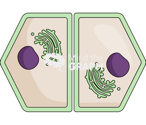 Plant cell cytokinesis 3