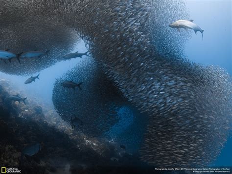 As melhores das melhores. National Geographic anuncia as 36 fotografias de Natureza do ano ...