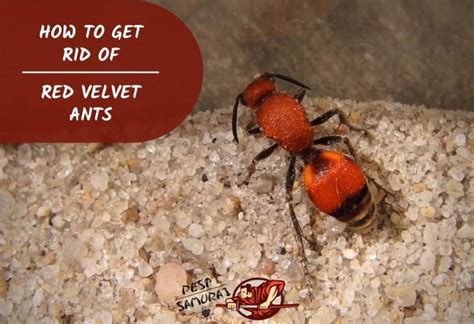 How To Get Rid Of Cow Ants - All About Cow Photos