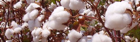 Indian Raw Cotton, PAN Agri Exports India | Exporters of Commercial ...