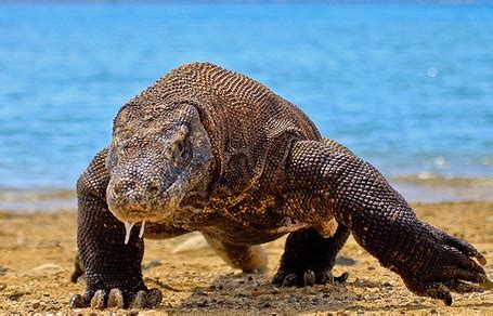 Animals Plants Rainforest: Komodo Dragon Habitat