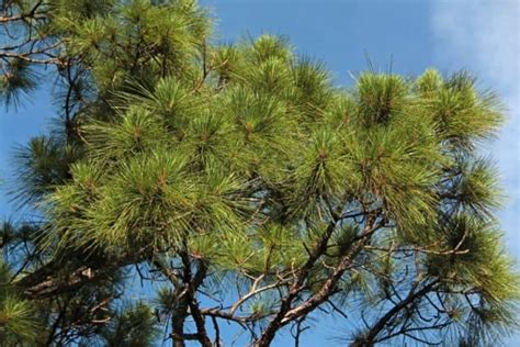 14 Different Types Of Evergreen Trees In Florida – Plant Grower Report