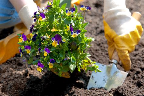 Preparing your Soil for Planting