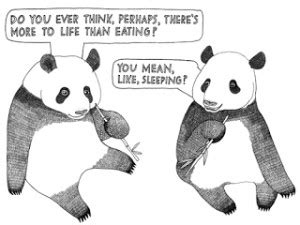 Funny Panda Quotes. QuotesGram