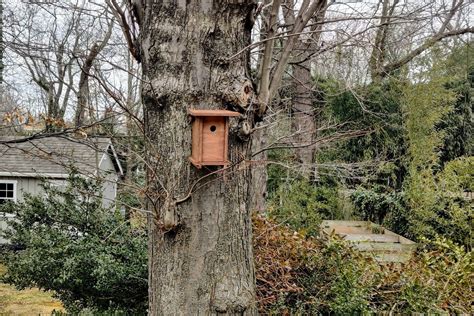 Bird Nesting Box Tufted Titmouse Nuthatch Downy Woodpecker | Etsy