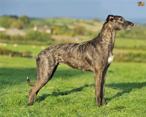 The Lurcher Dog Breed Information and Facts, including buying advice, photos, average costs to ...