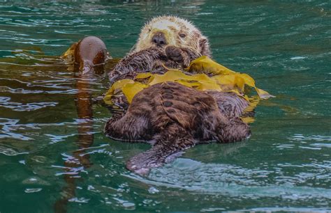 Cannundrums: Northern Sea Otter - Kenai Peninsula, Alaska