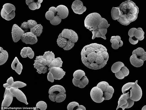 Foraminifera - Alchetron, The Free Social Encyclopedia